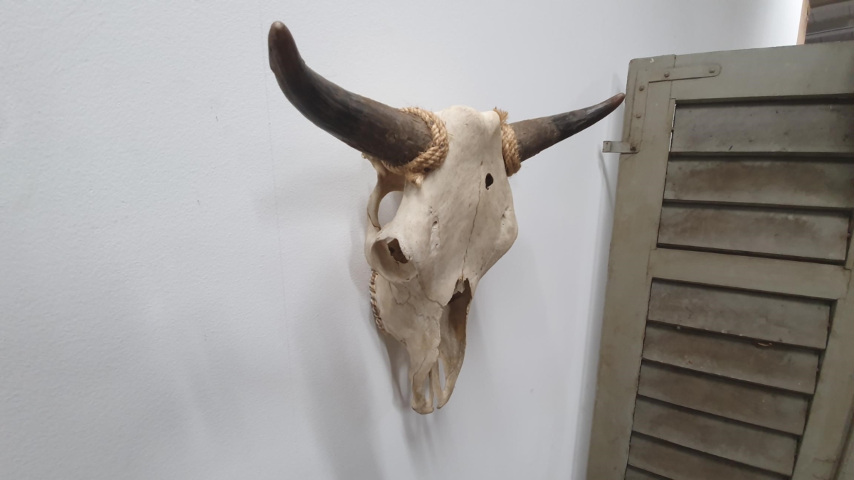 Rinderschädel – Bild 4