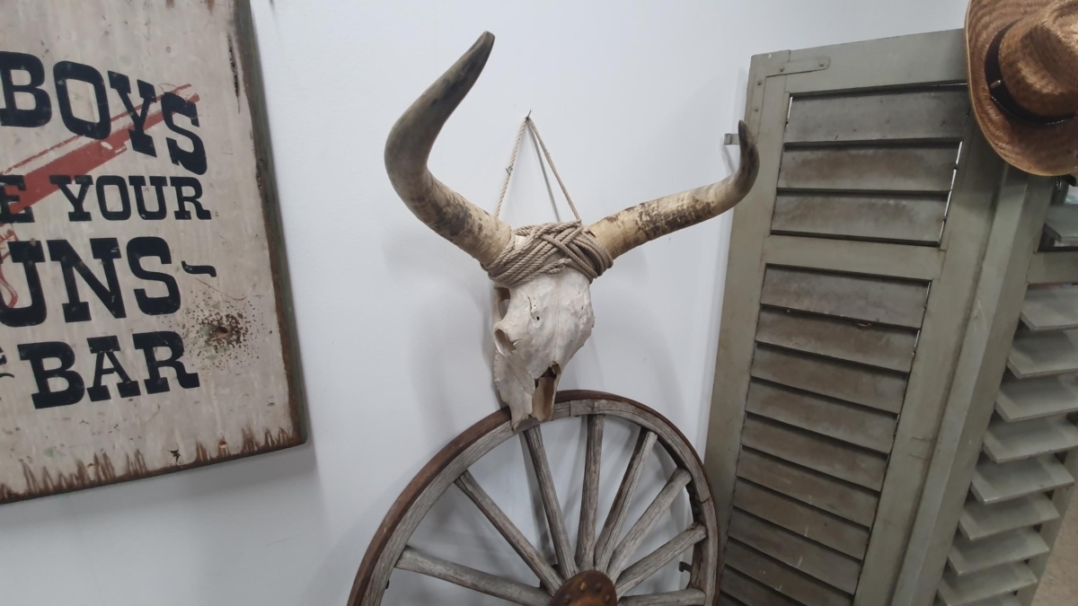 Rinderschädel – Bild 5